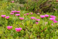 Sardinia - FLORA