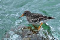 Calidris maritima