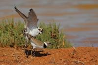 Charadrius dubius