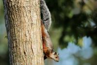 Variegated squirrel