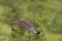 Buteo augur