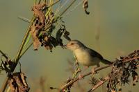 Prinia polychroa