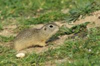 European ground squirrel