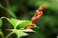 Costa Rica flowers