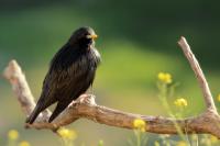 Sturnus unicolor