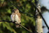 Glaucidium passerinum 