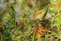 Lichenostomus chrysops