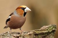 Coccothraustes coccothraustes