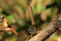 Prinia atrogularis