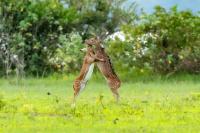 Chital