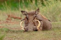 Common warthog