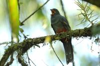 Trogon massena