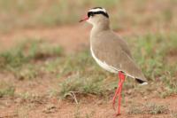 Vanellus coronatus