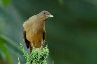 Turdus grayi