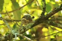 Siberian Chipmunk