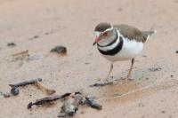 Charadrius tricollaris