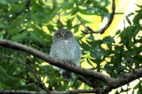 Glaucidium radiatum