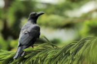 Corvus macrorhynchos