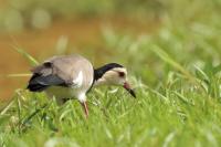 Vanellus crassirostris 