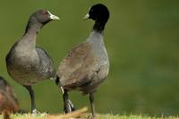 Fulica atra australis