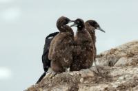 Phalacrocorax bransfieldensis