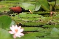 Jacana spinosa