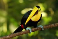 Ramphastos swainsonii