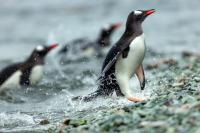 Antartica fauna