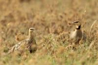 Pterocles gutturalis