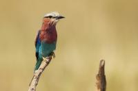 Coracias caudatus