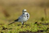 Motacilla alba