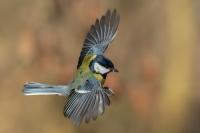 Parus major