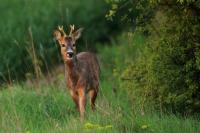 Roe deer