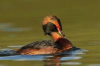 Podiceps auritus