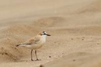 Charadrius marginatus