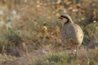 Cyprus FAUNA