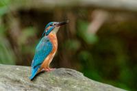 Alcedo atthis