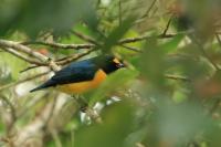 Euphonia minuta