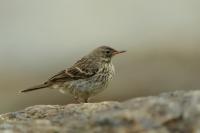 Anthus petrosus