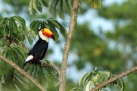 Ramphastos toco