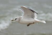 Larus canus