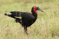 Bucorvus leadbeateri 