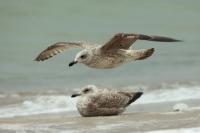 Larus argentatus