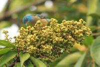 Dacnis venusta