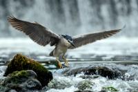 Nycticorax nycticorax