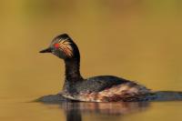 Podiceps nigricollis