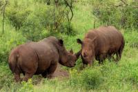 White rhinoceros