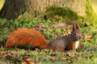 Red squirrel