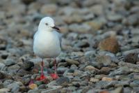 Larus bulleri 