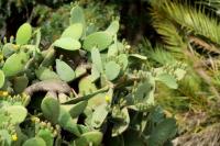 Cyprus FLORA